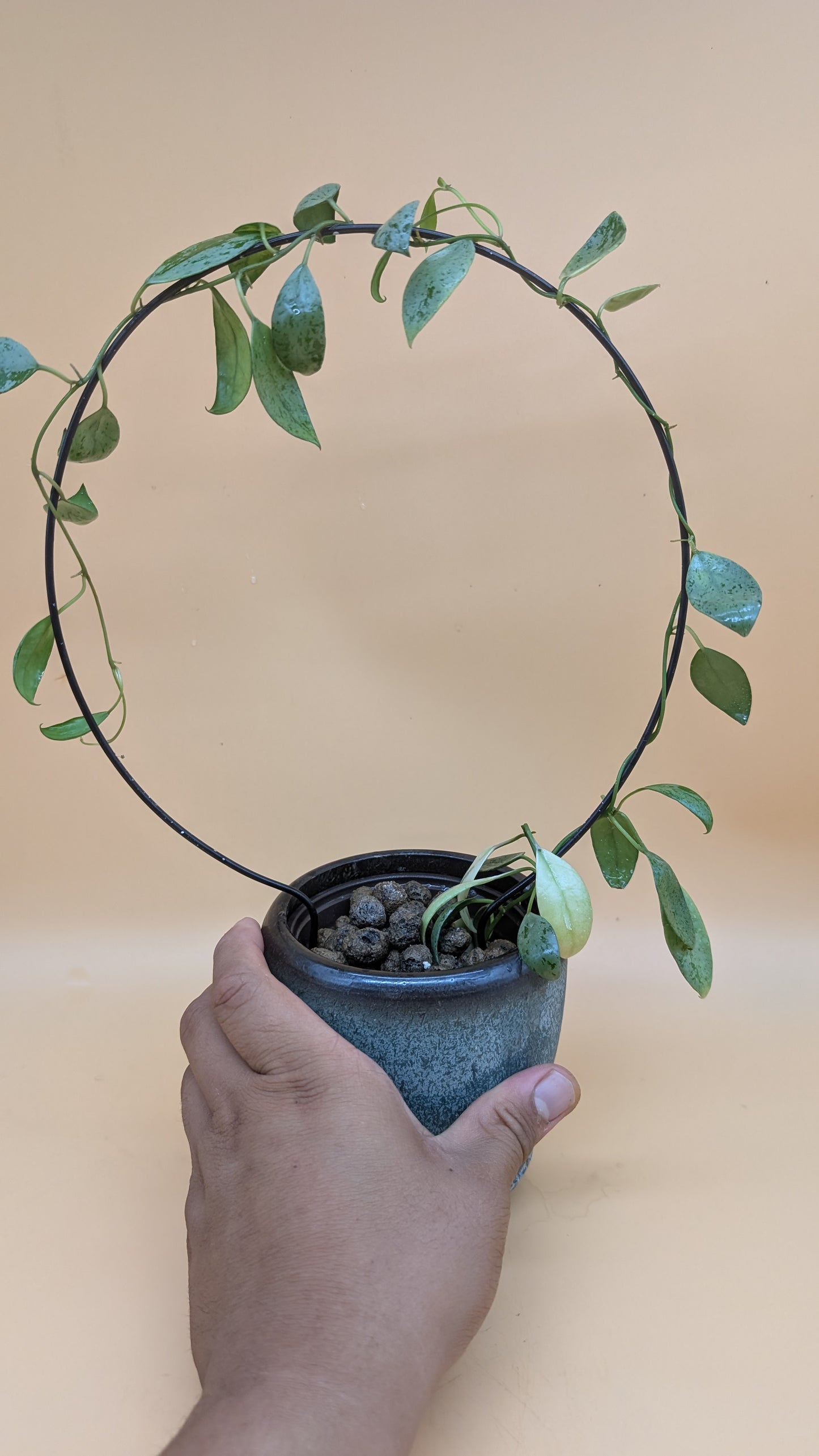Hoya Lacunosa Sulcata